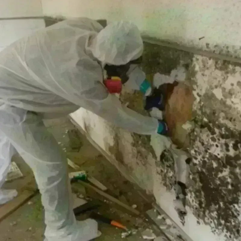 Mold Remediation and Removal in East Porterville, CA